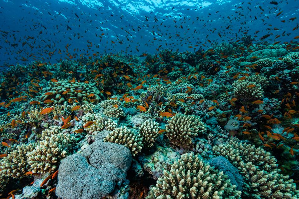 This Coral Refuge May Disappear If Climate Change Brings Cooler Winters ...