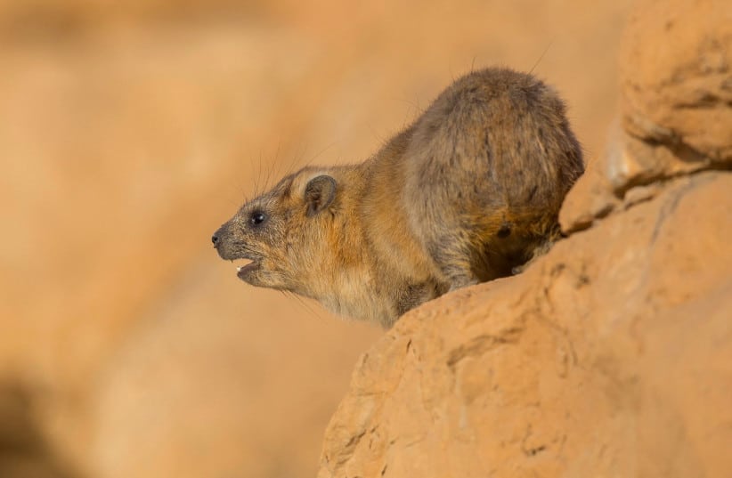  A male rock hyrax singing in Ein Gedi Nature Reserve. (photo credit: Eran Gissis)