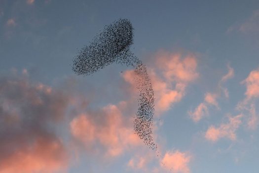 Starlings performing their traditional dance near the southern Israeli city of Be